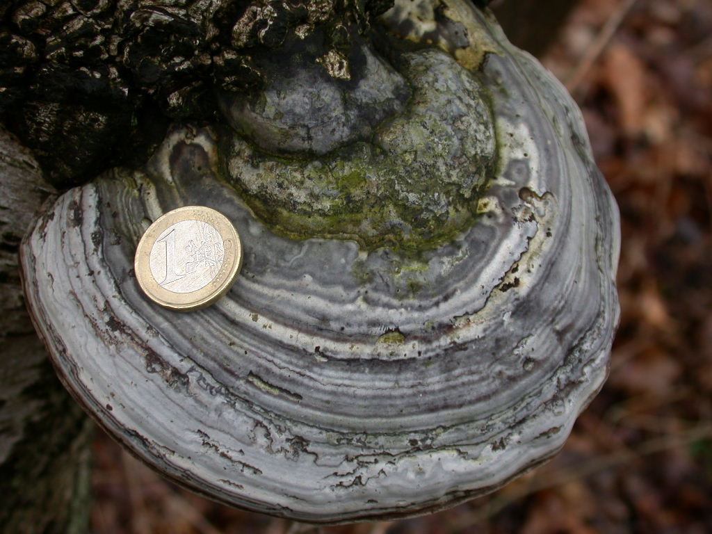 Fomes fomentarius - Sta nascendo un ...???  QUIZ